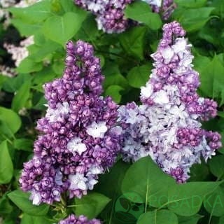 картинка Сирень Тарас Бульба 