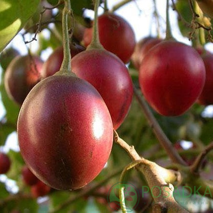 картинка Тамарилло или томатное дерево 