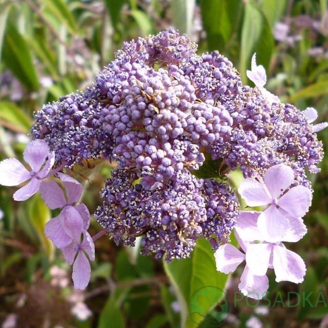 картинка Гортензия шершавая (Hydrangea aspera) 