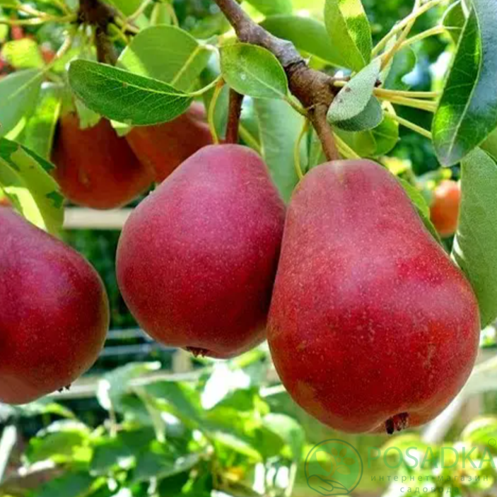 картинка Груша Диколор  картинка Груша Диколор