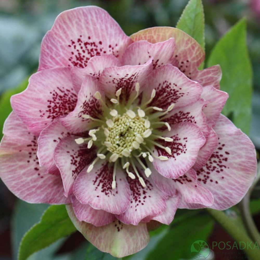 картинка Морозник Double Pink Spotted 