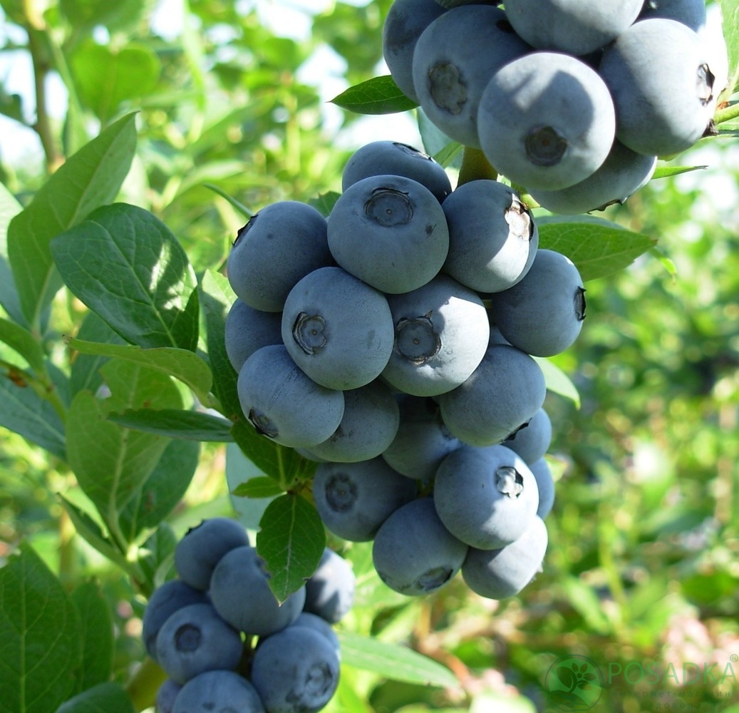 картинка Голубика 3 летняя Элизабет (контейнер С2) 