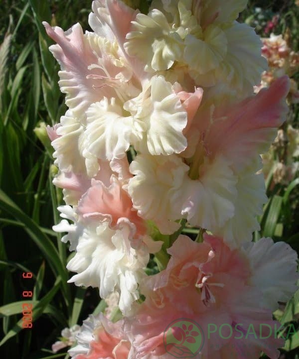 картинка Гладиолус Роса в Изумруде 