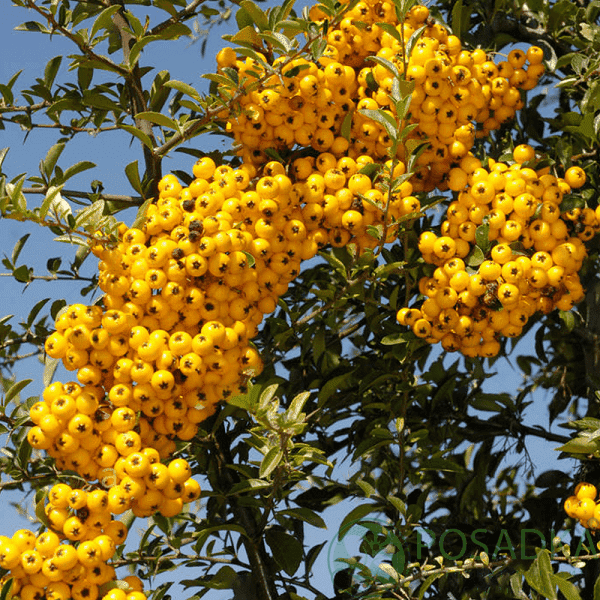 картинка Пираканта Golden Charmer 