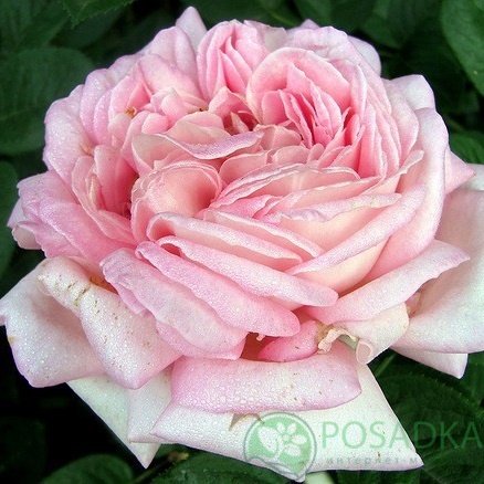 картинка Роза чайно-гибридная Эмезинг Грейс 