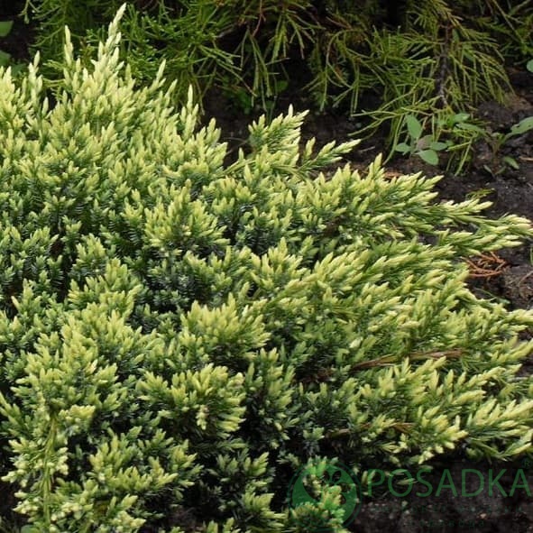 картинка Можжевельник чешуйчатый Холгер 