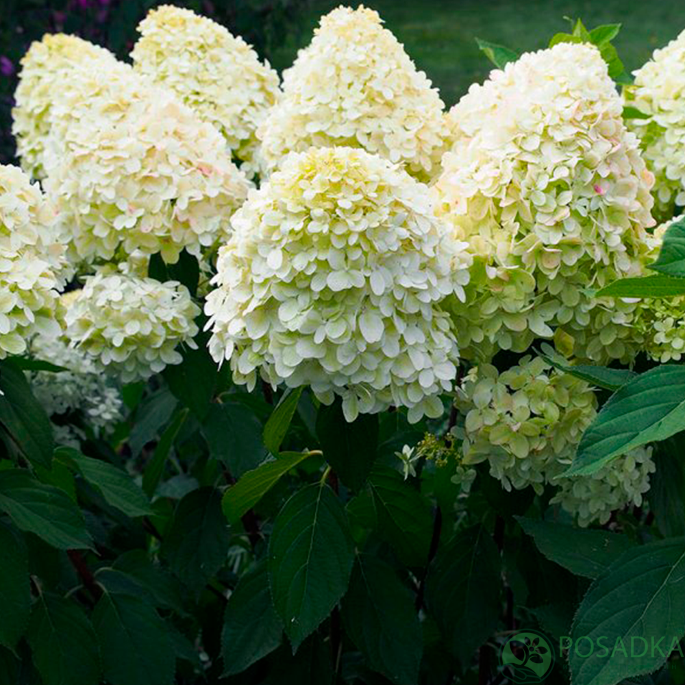 картинка Гортензия метельчатая Мэджикал Маттерхорн (Magical Matterhorn) 