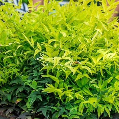 картинка Нандина домашняя Лемон Лайм (Nandina Lemon Lime)  картинка Нандина домашняя Лемон Лайм (Nandina Lemon Lime)