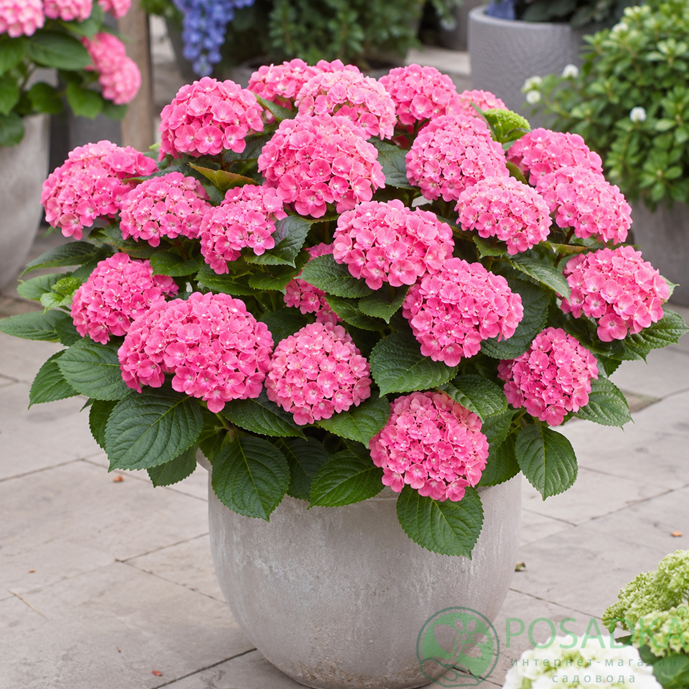 картинка Гортензия крупнолистная Pretty Pink (Претти Пинк) 
