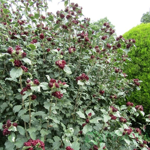 картинка Гибискус сирийский (Purpureus variegatus)  картинка Гибискус сирийский (Purpureus variegatus)