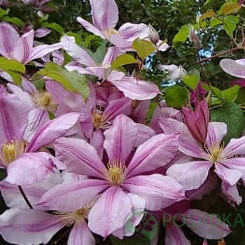 картинка Клематис Nadezhda 