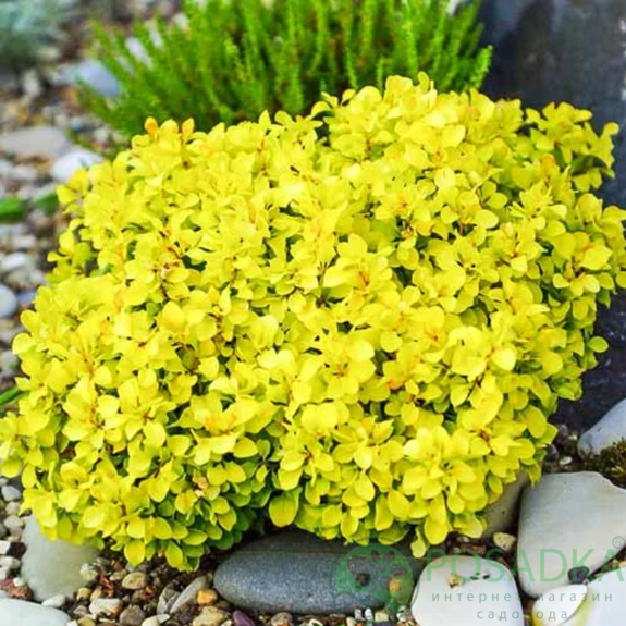 картинка Барбарис тунберга Tiny Gold (Тини Голд) 
