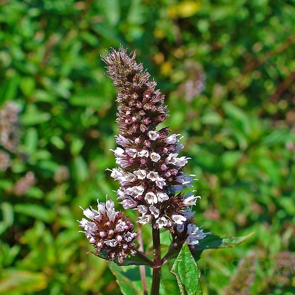 картинка Мята Перечная 