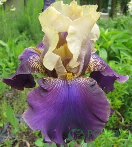 картинка Ирис бородатый Журасик парк 