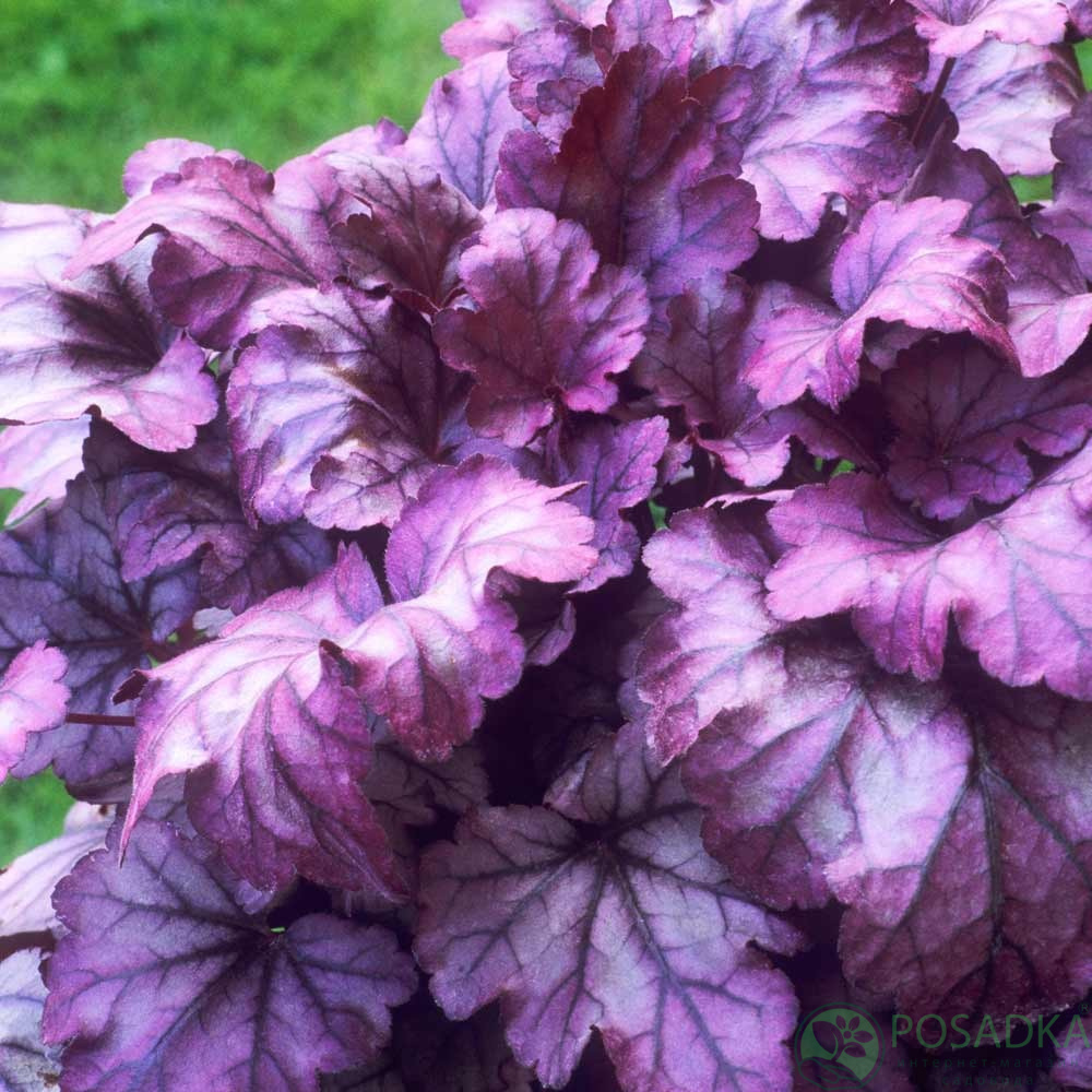 картинка Гейхера Plum Royal (Плюм Роял) 