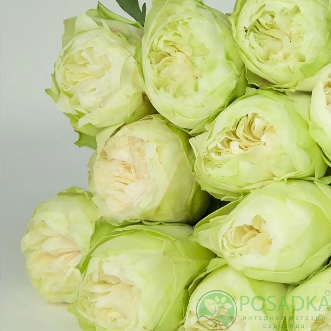 картинка Роза чайно-гибридная Вайт Кахала 