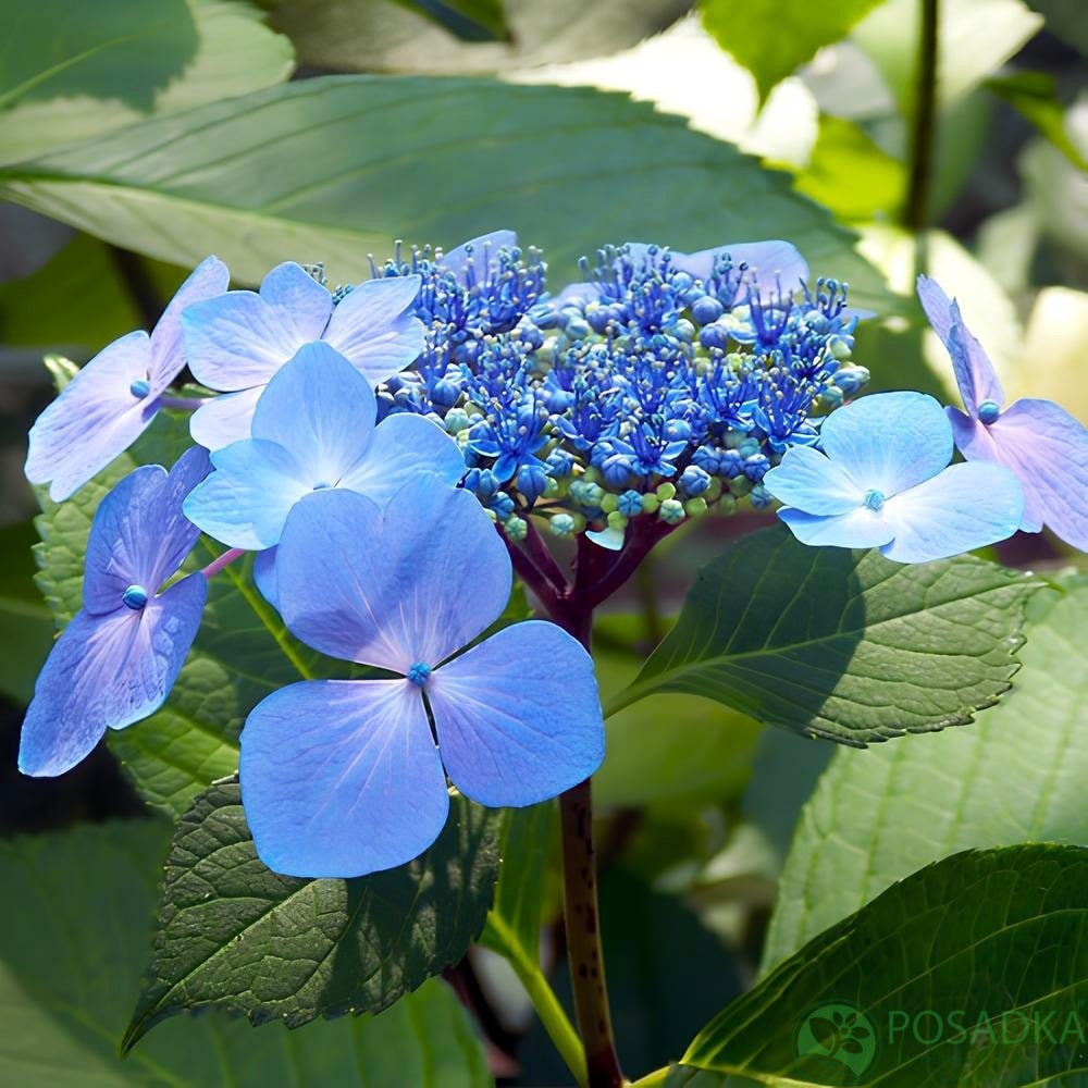 картинка Гортензия крупнолистная Mariesii Perfecta  