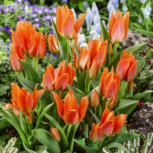 картинка Тюльпан Orange Toronto 