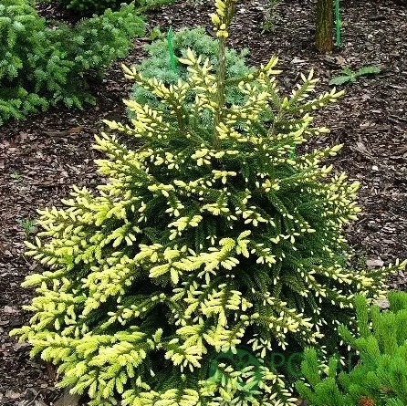 картинка Ель восточная Golden Start 12л 