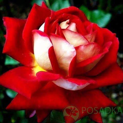 картинка Роза чайно-гибридная Монте Карло 