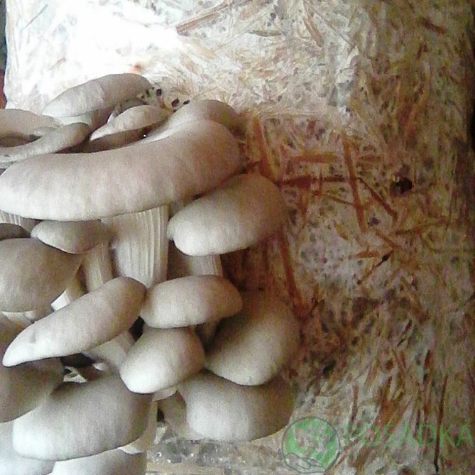 картинка Грибной блок вешенка SN-010 015, 8 кг 