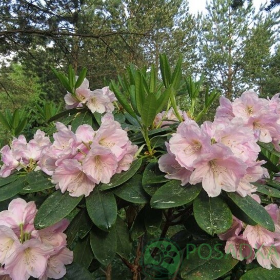 картинка Рододендрон гибридный Ritva С4 