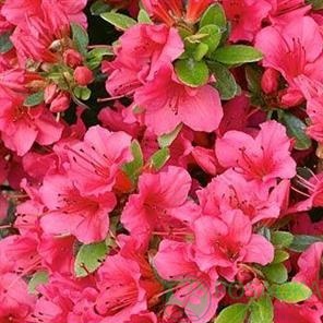 картинка Азалия японская Geisha Rosa 