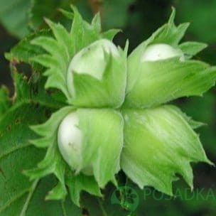 картинка Фундук Медвежье ухо 