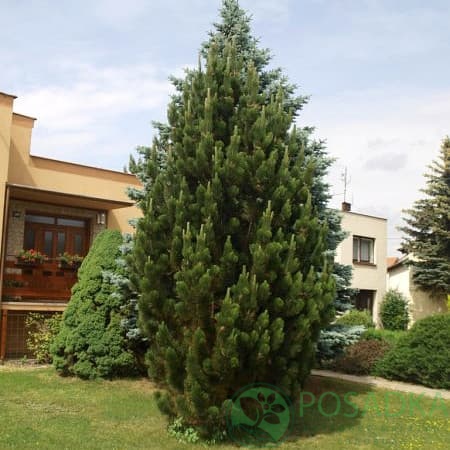 картинка Сосна черная Пирамидалис (Pinus nigra Pyramidalis) 