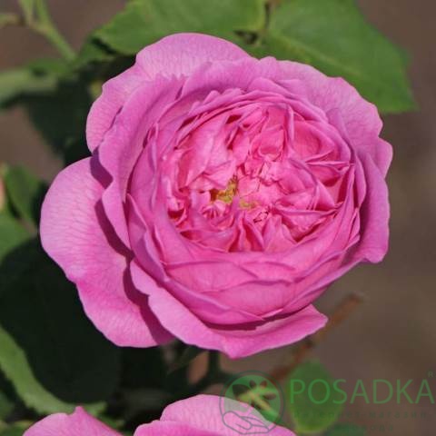 картинка Роза английская Индепендент 