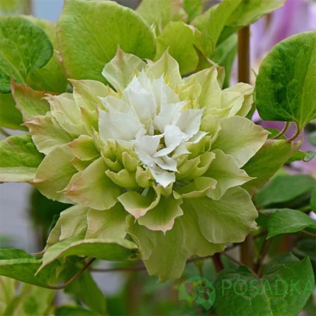 картинка Клематис Midori 