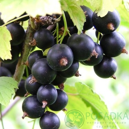 картинка Смородина чёрная Няня 