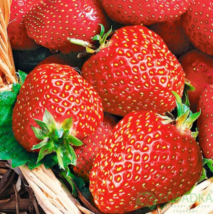 картинка Клубника Альба (кассета) 