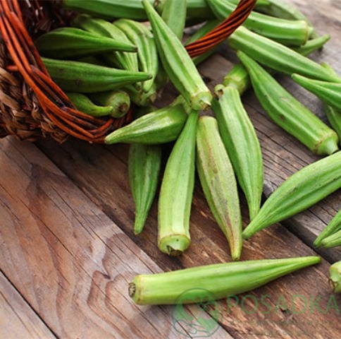 картинка Бамия Диброва семена (1гр) 