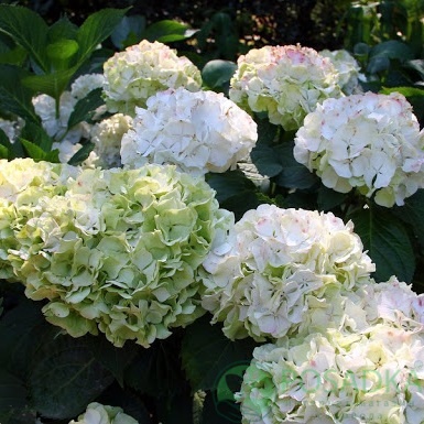 картинка Гортензия крупнолистная Wudu (Вуду) 