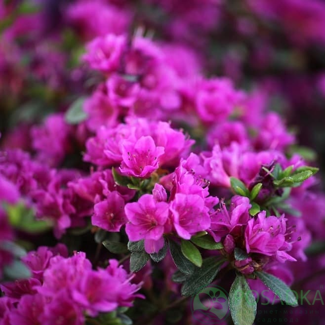 картинка Азалия японская Geisha Purple 