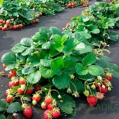 картинка Клубника Гармония (кассета) 