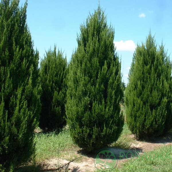 картинка Можжевельник китайский Спартан 