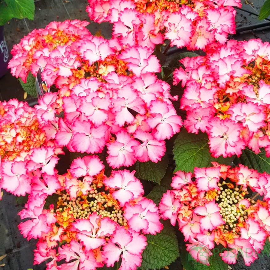 картинка Гортензия крупнолистная French Cancan Rose 