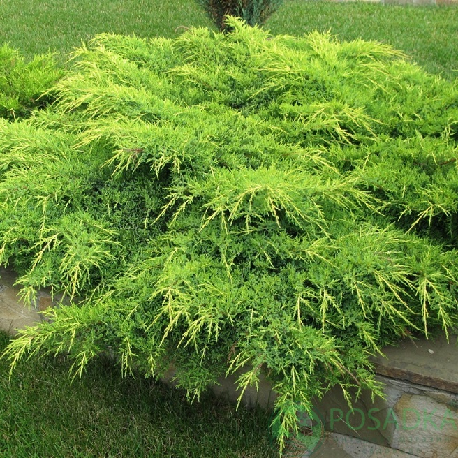 картинка Можжевельник пфитцериана Голд Коуст 