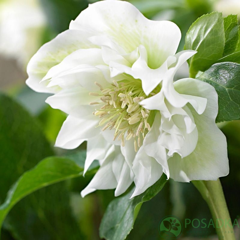 картинка Морозник Double White 