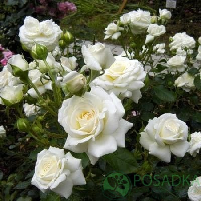 картинка Роза Флорибунда Сноуфлейк 