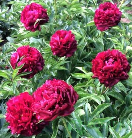 картинка Пион травянистый Highlight 