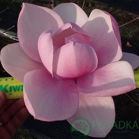 картинка Магнолия Brixton Belle 7.5л  картинка Магнолия Brixton Belle 7.5л