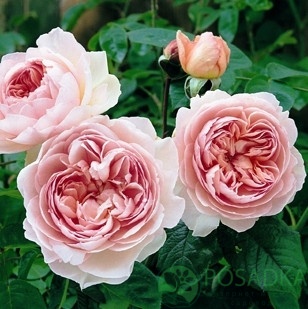 картинка Роза английская Джентл Гермионе С2 