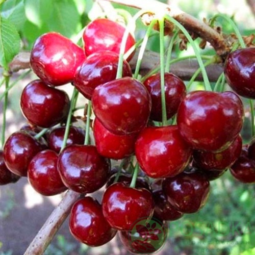 картинка Черешня Техлован 