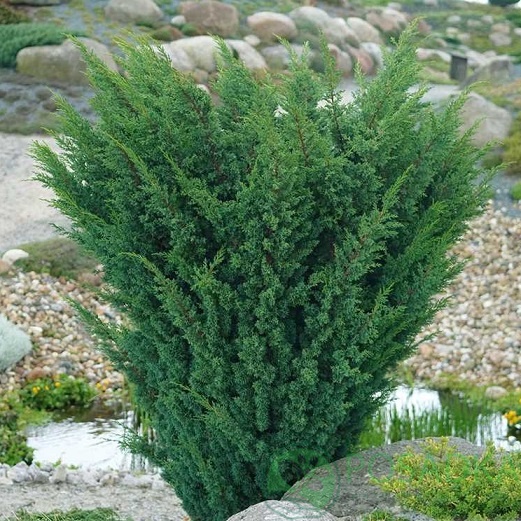 картинка Можжевельник китайский Blaauw 3л 