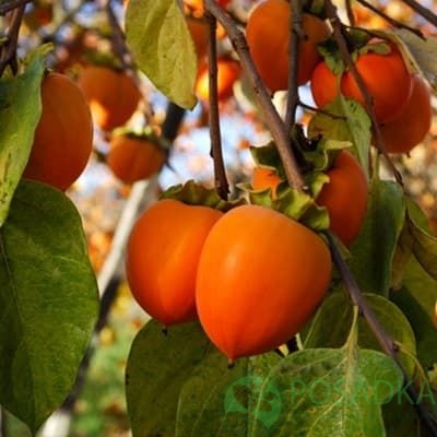 картинка Хурма Бычье сердце (крупноплодная, оригинальная) контейнер 