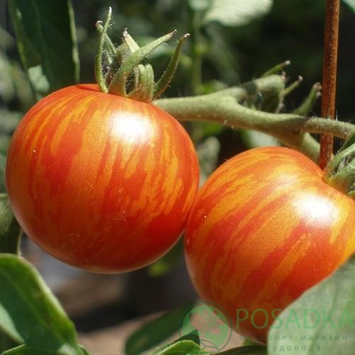 картинка Семена Томат Амурський Тигр 0.1гр, SeedEra 