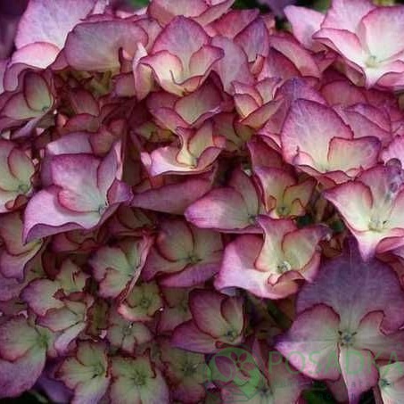 картинка Гортензия крупнолистная Adula Purple (Адула Пурпл) 